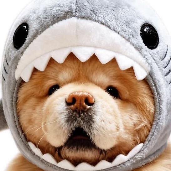 鲨鲨shiho（求关注别限流