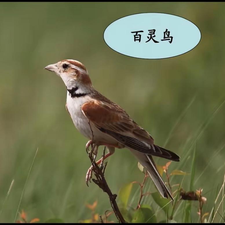 百灵