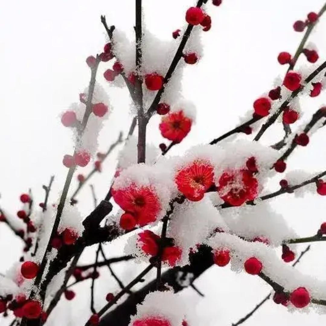 半岛听雪