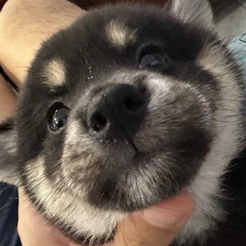 bobo