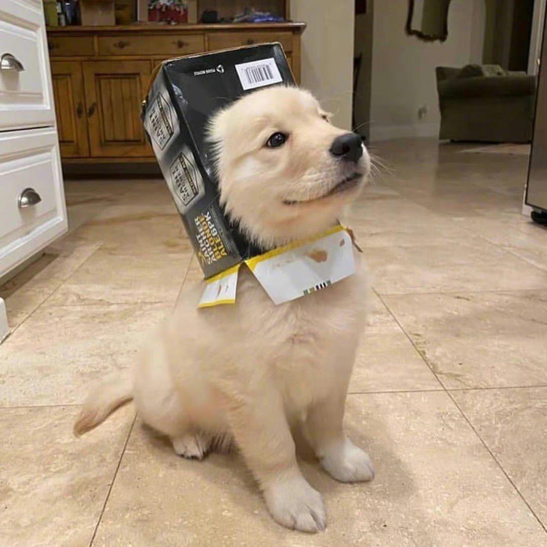 二狗不吃葱