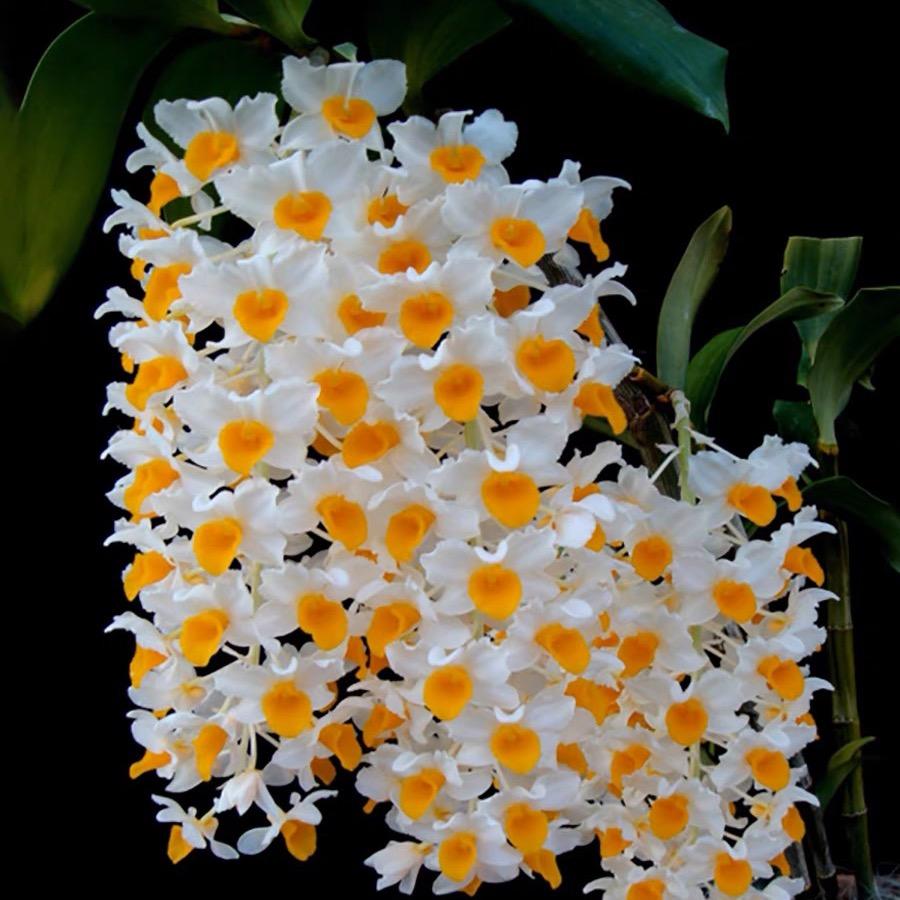 南北花卉