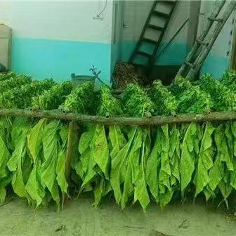 云南小烟农