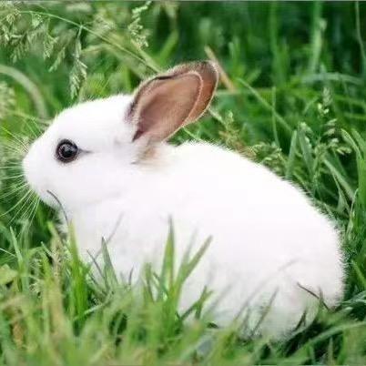 洛川县兔子养殖