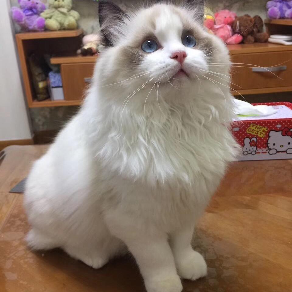 性价比猫屋