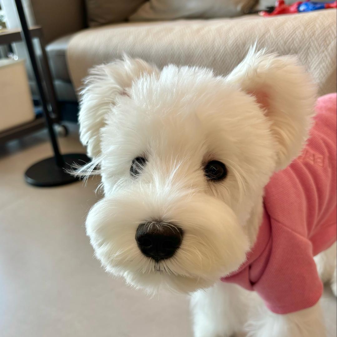 小小十七