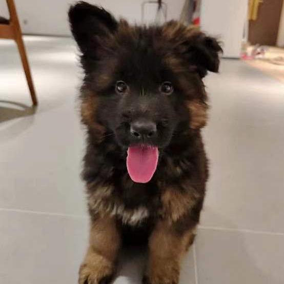 德牧小黑黑