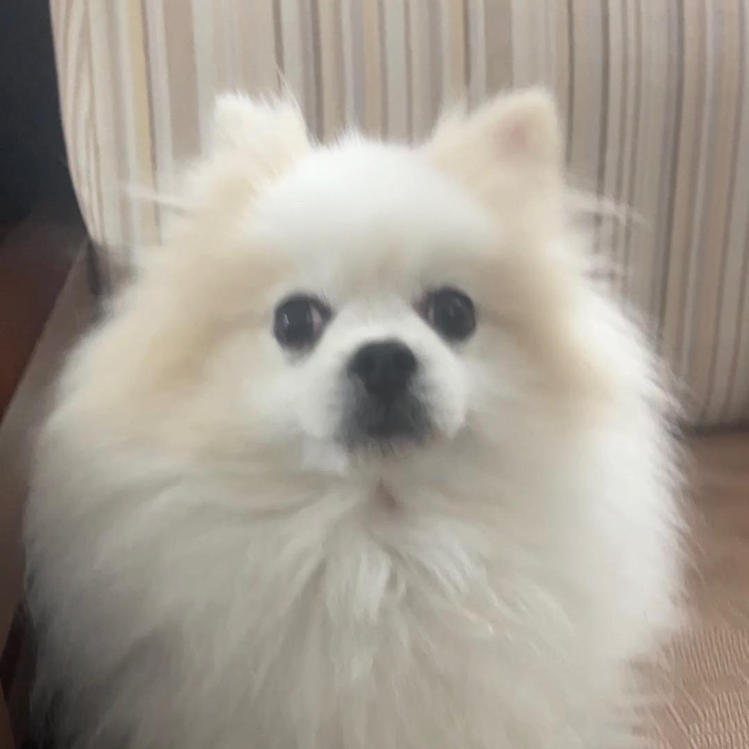 大头儿子小头爸爸和小白伯伯