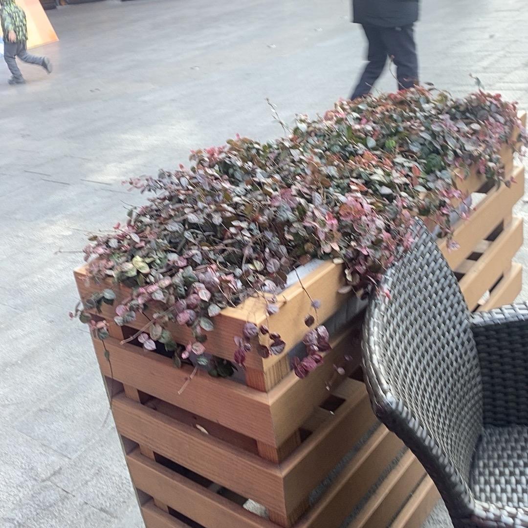 望月庙的阿尔善头像
