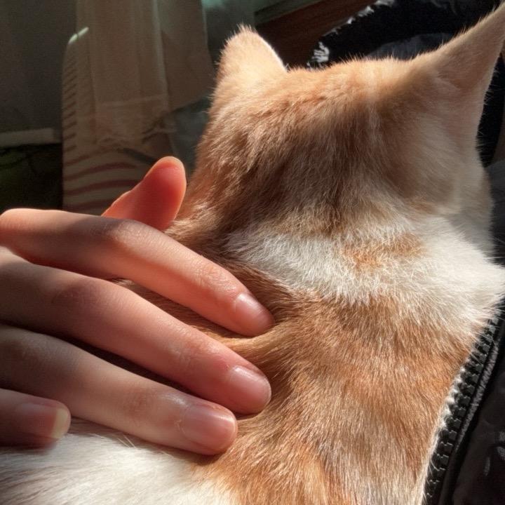 橘子味的🍉