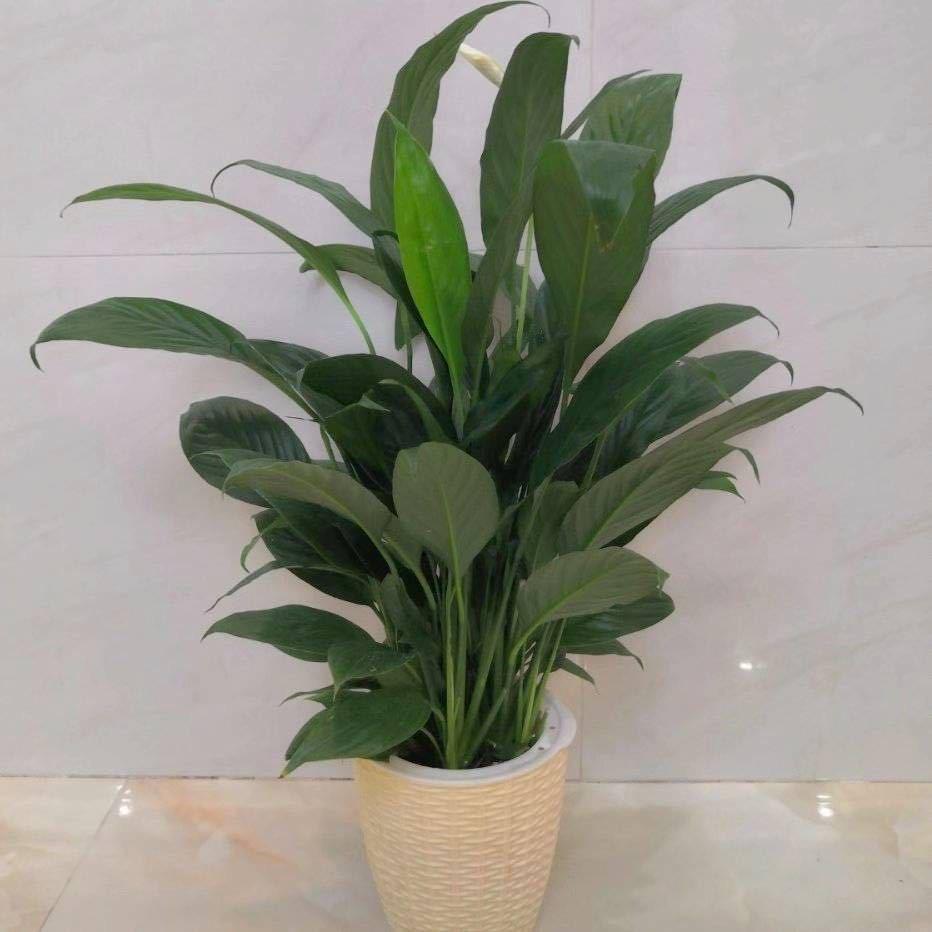 向阳花