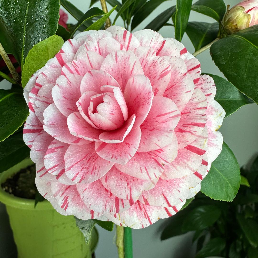 小李茶花