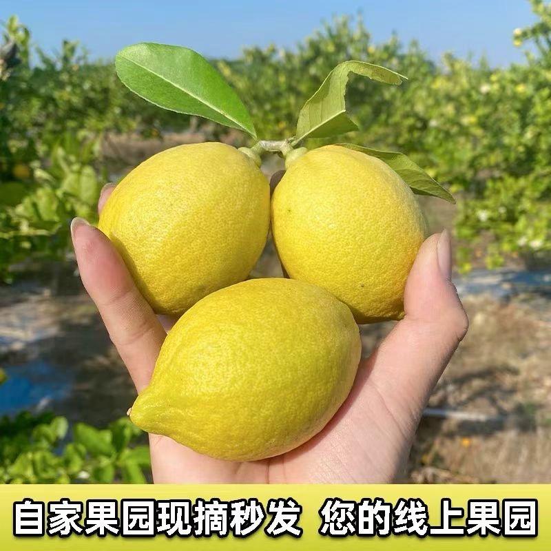 岭南果村长严选
