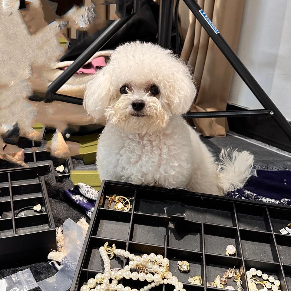 祝你大卖🐶