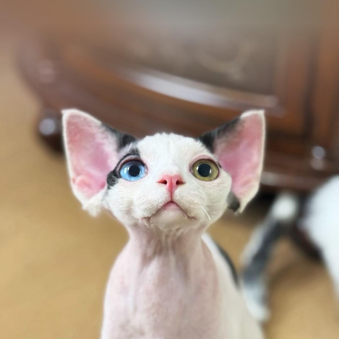大福哥的德文卷毛猫