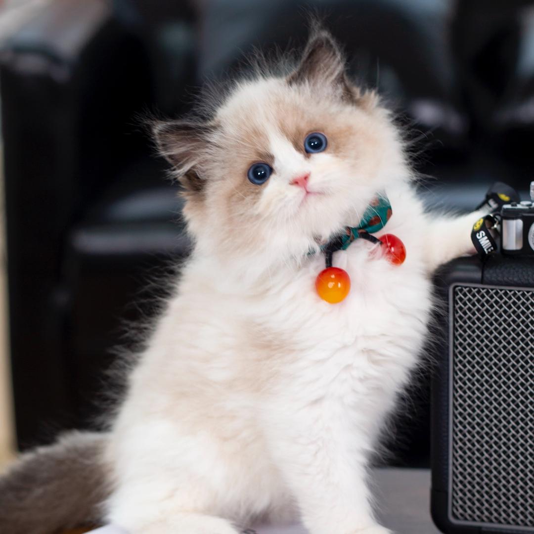 狮子猫咪