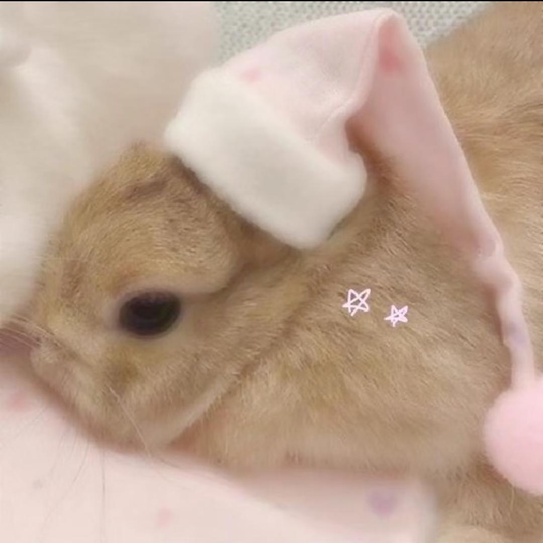 泡芙小鱼