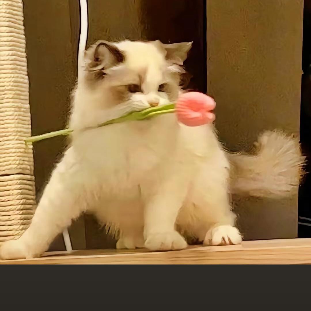 Mᴗaᥫᩣ