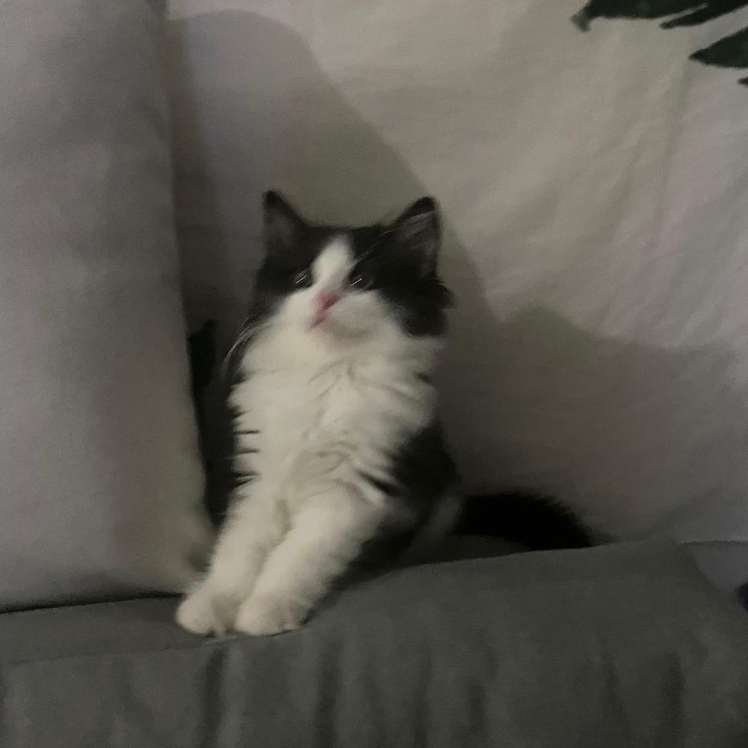 懵懂小灰机🐾