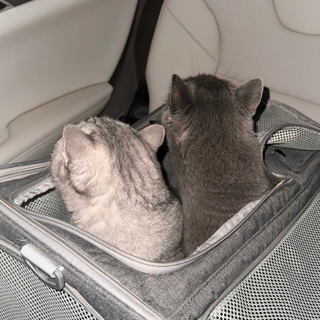 Misaki（见过陈奕迅且被叫老婆版）