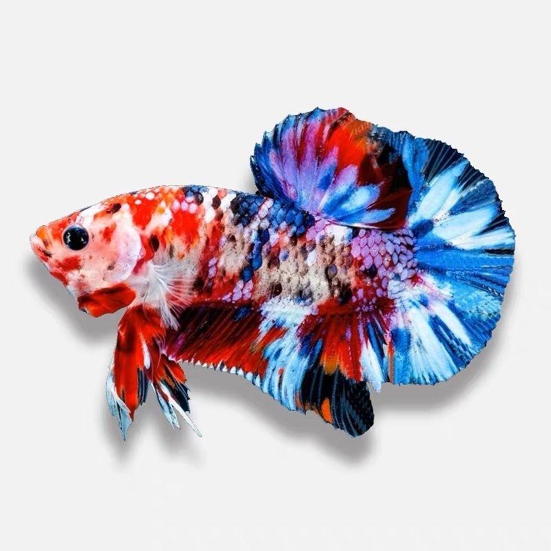 异宠水族馆