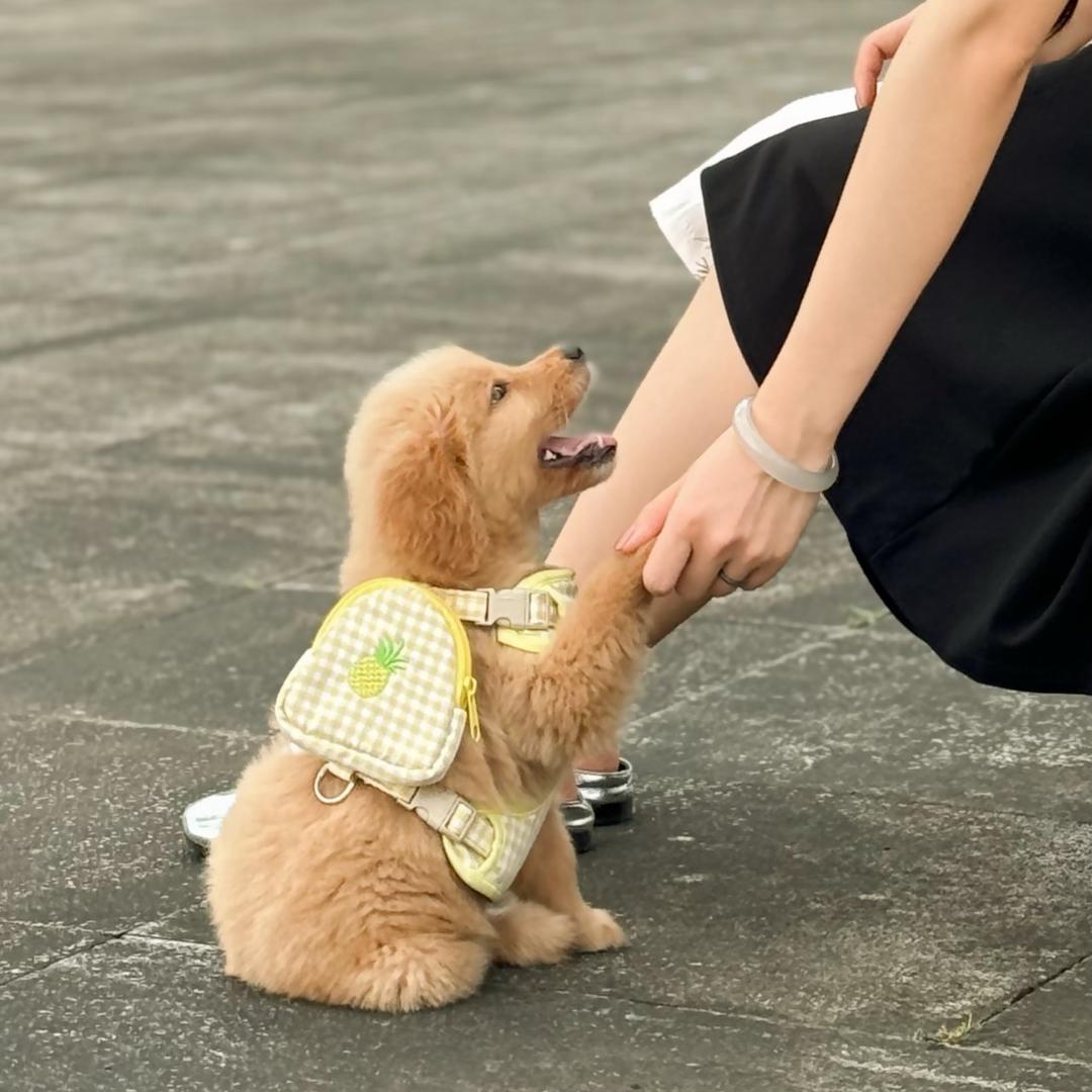 你好宝马
