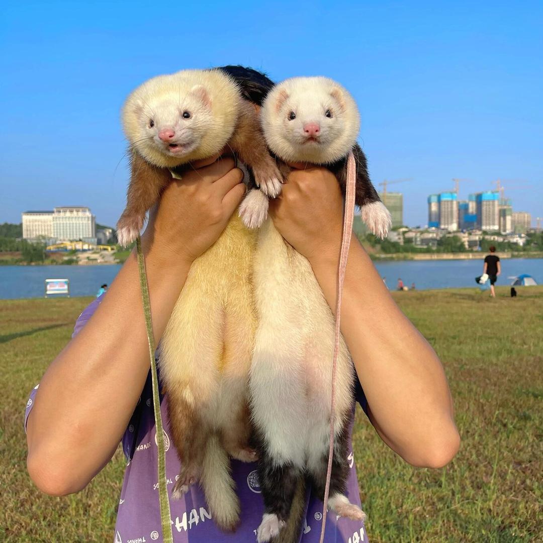 橙子爱玩貂