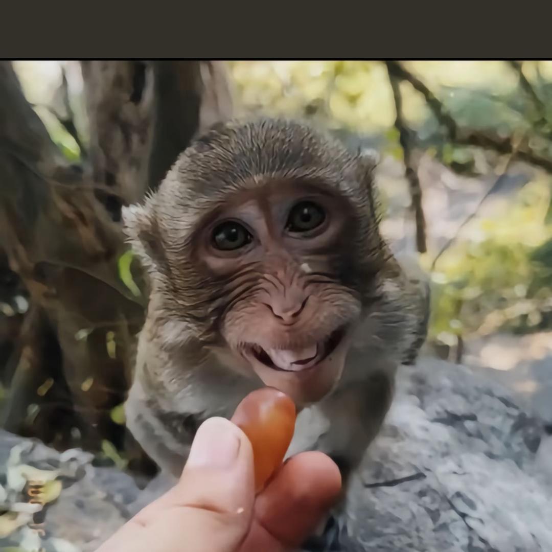 最后范特西