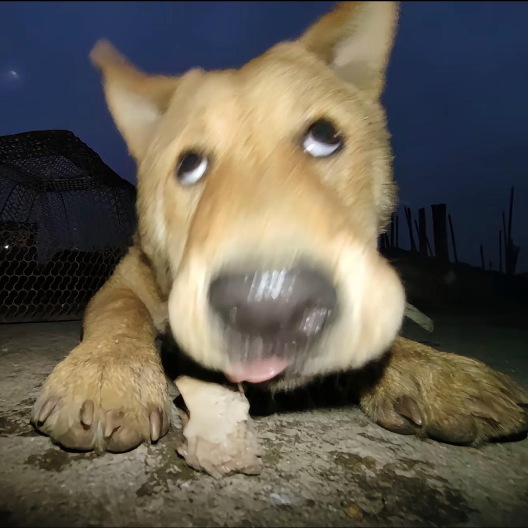 是一个笨蛋（增肌版）