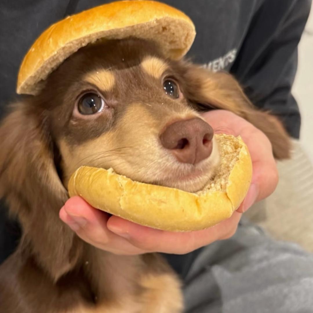 今天想吃鱼🐟.