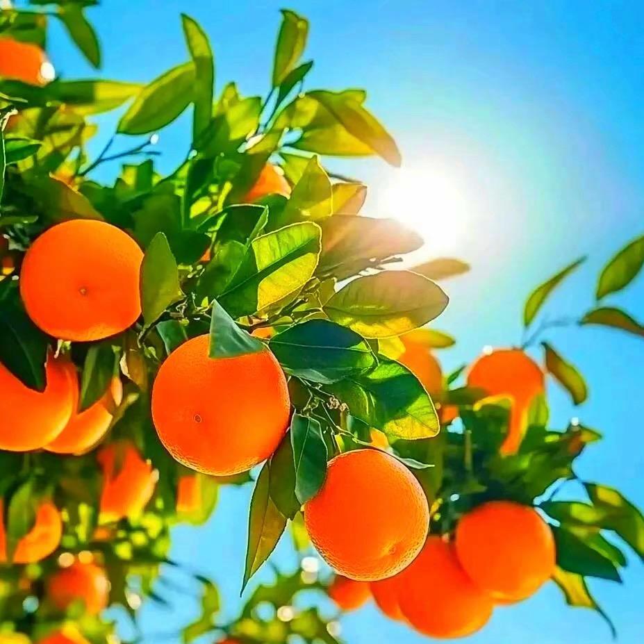 橙～子🍊
