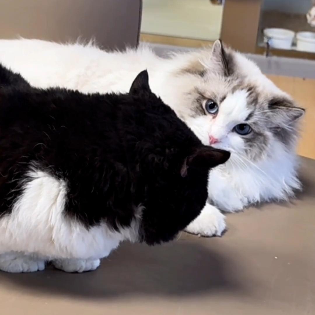 小猫拯救世界🎀