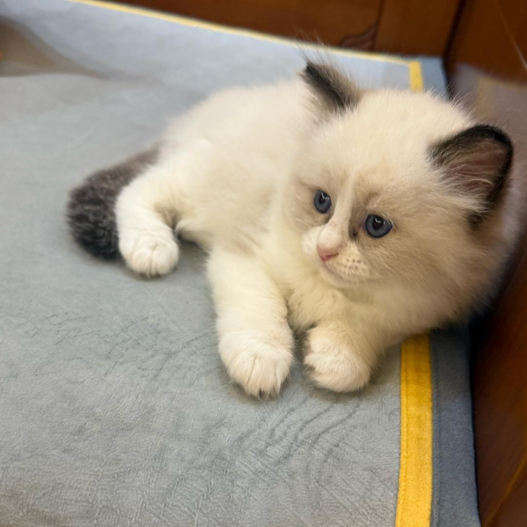 怜悯