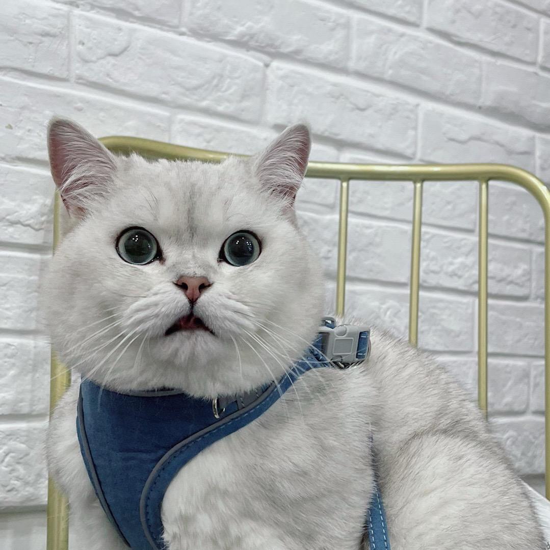 🐱糖宝奥利给～🐱