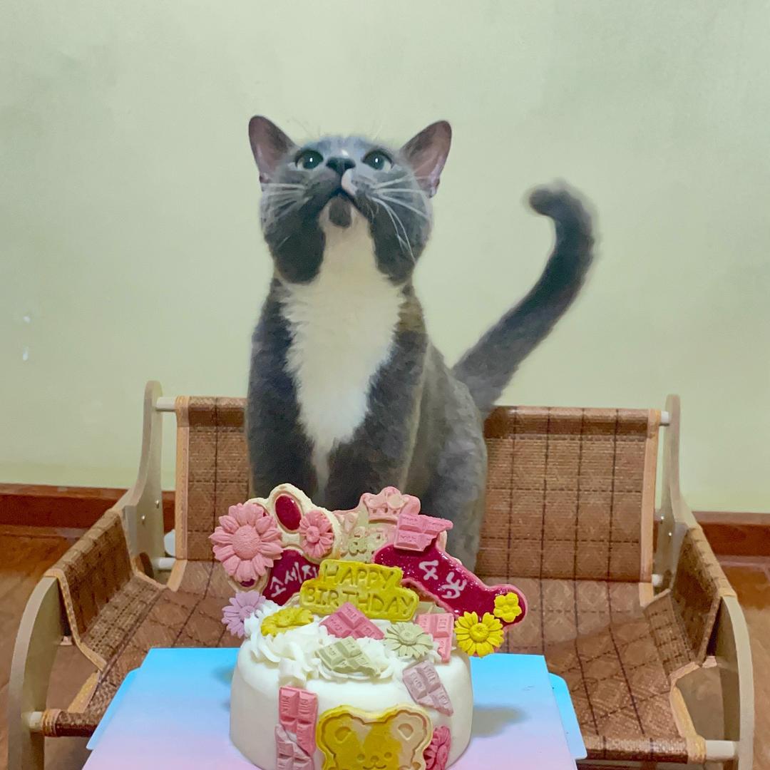 鵇鷺