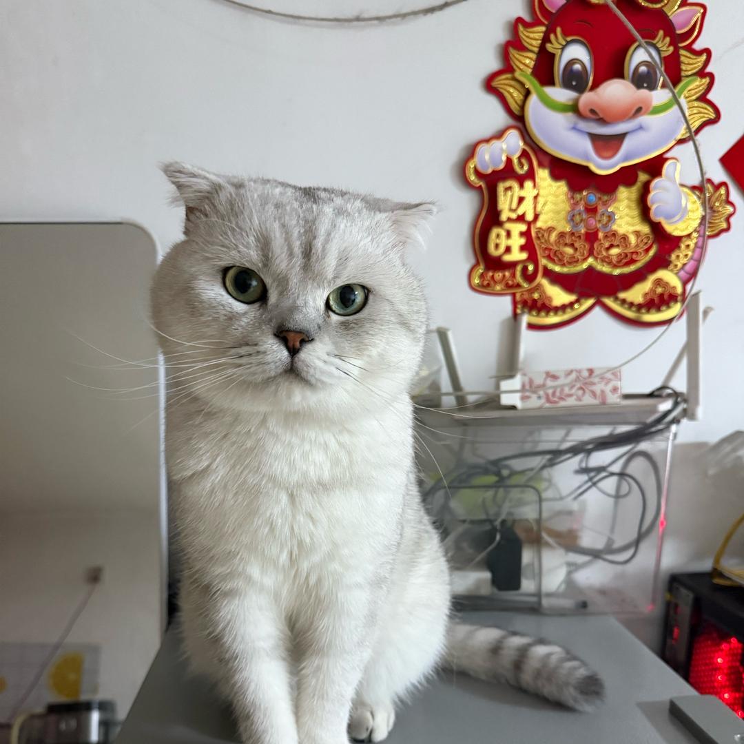 喵小咪，