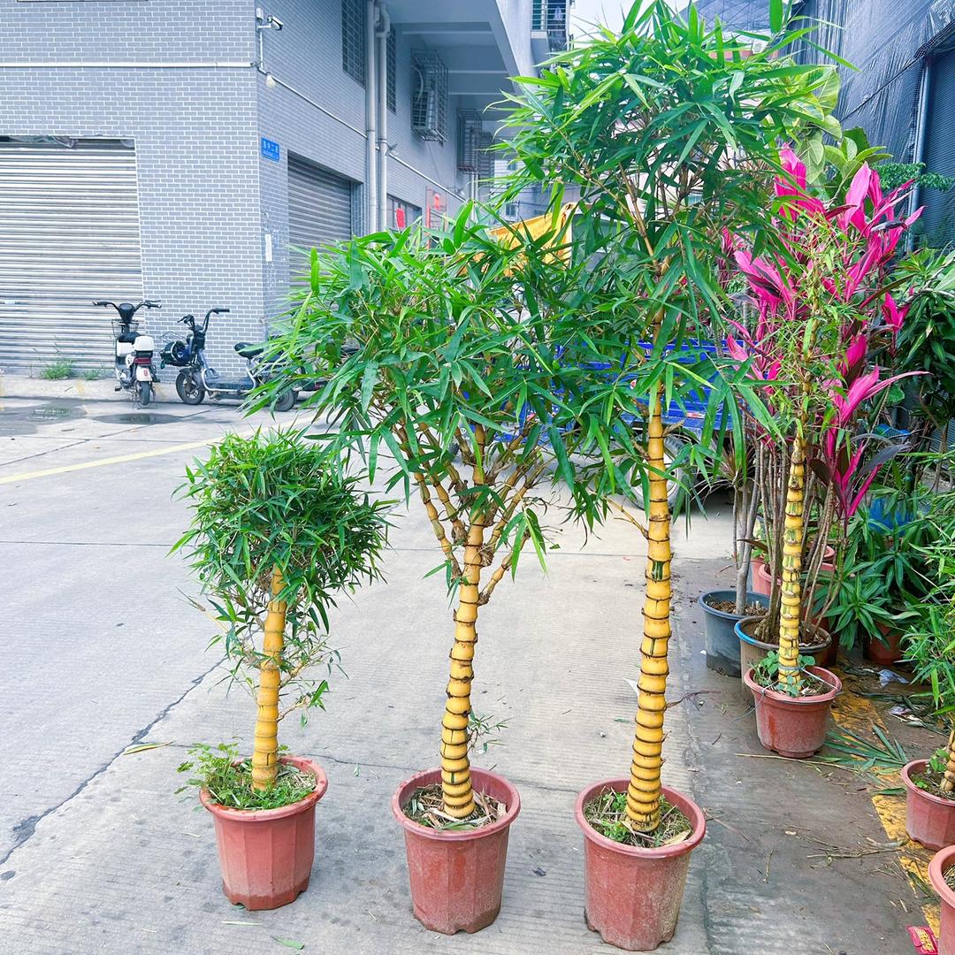 五三园艺植物