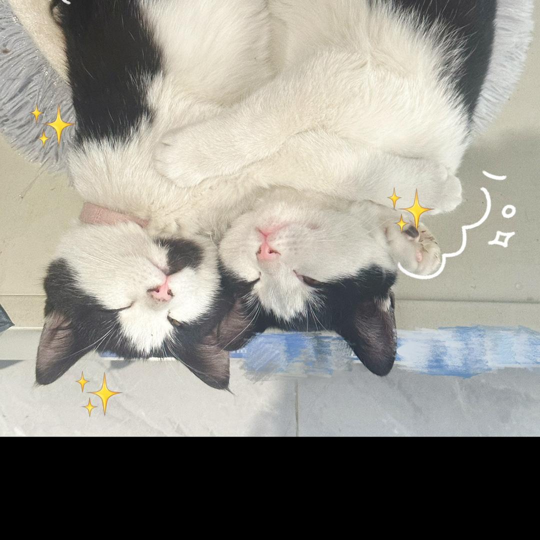 小小小熊仔
