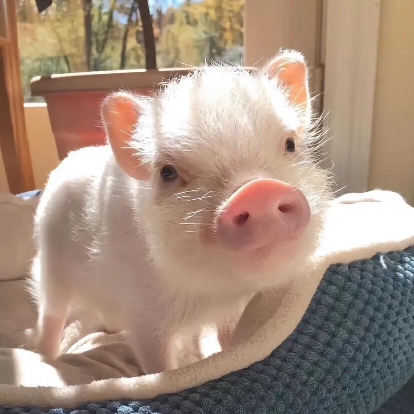 💕吱屋猪🐷😏🤪
