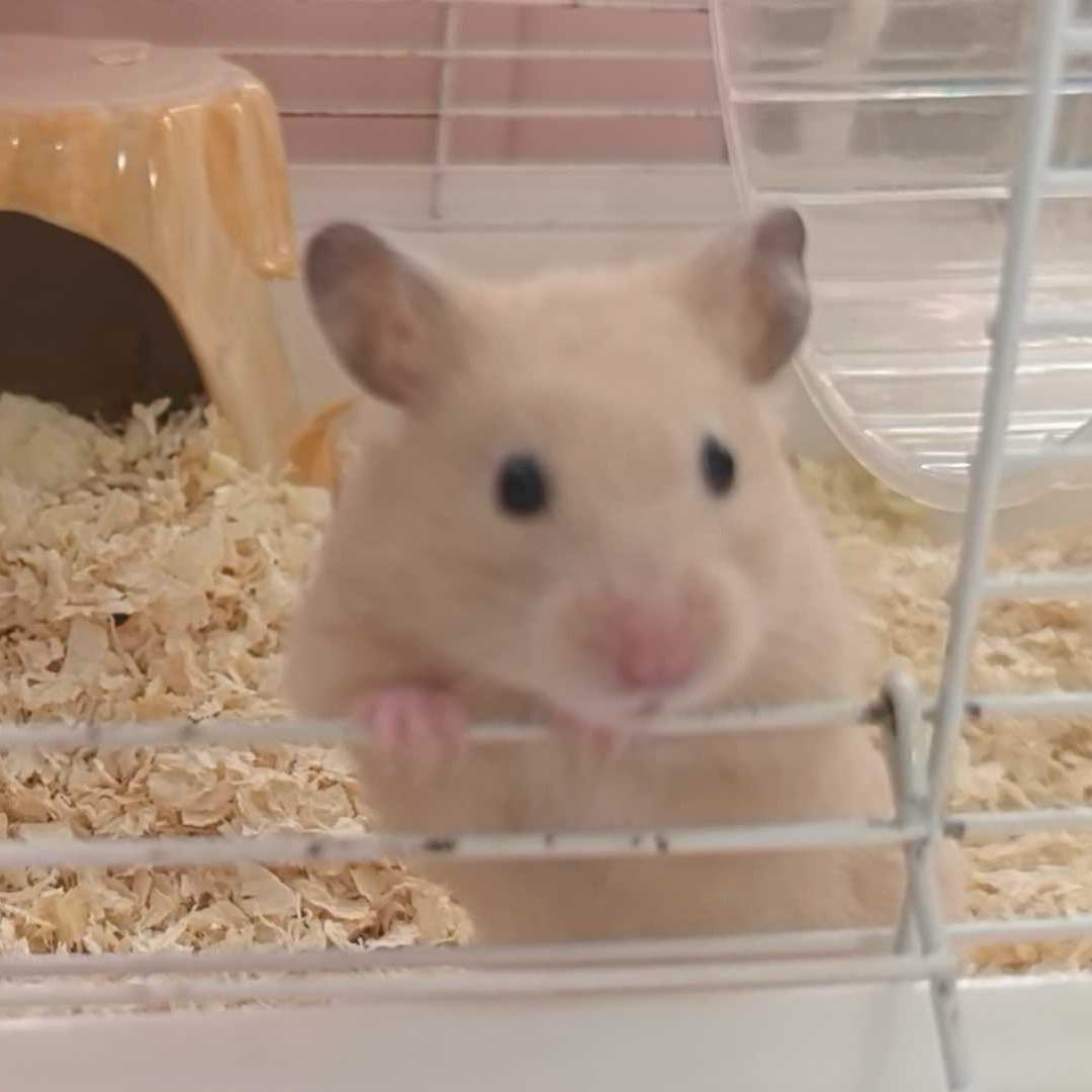 薯片日记