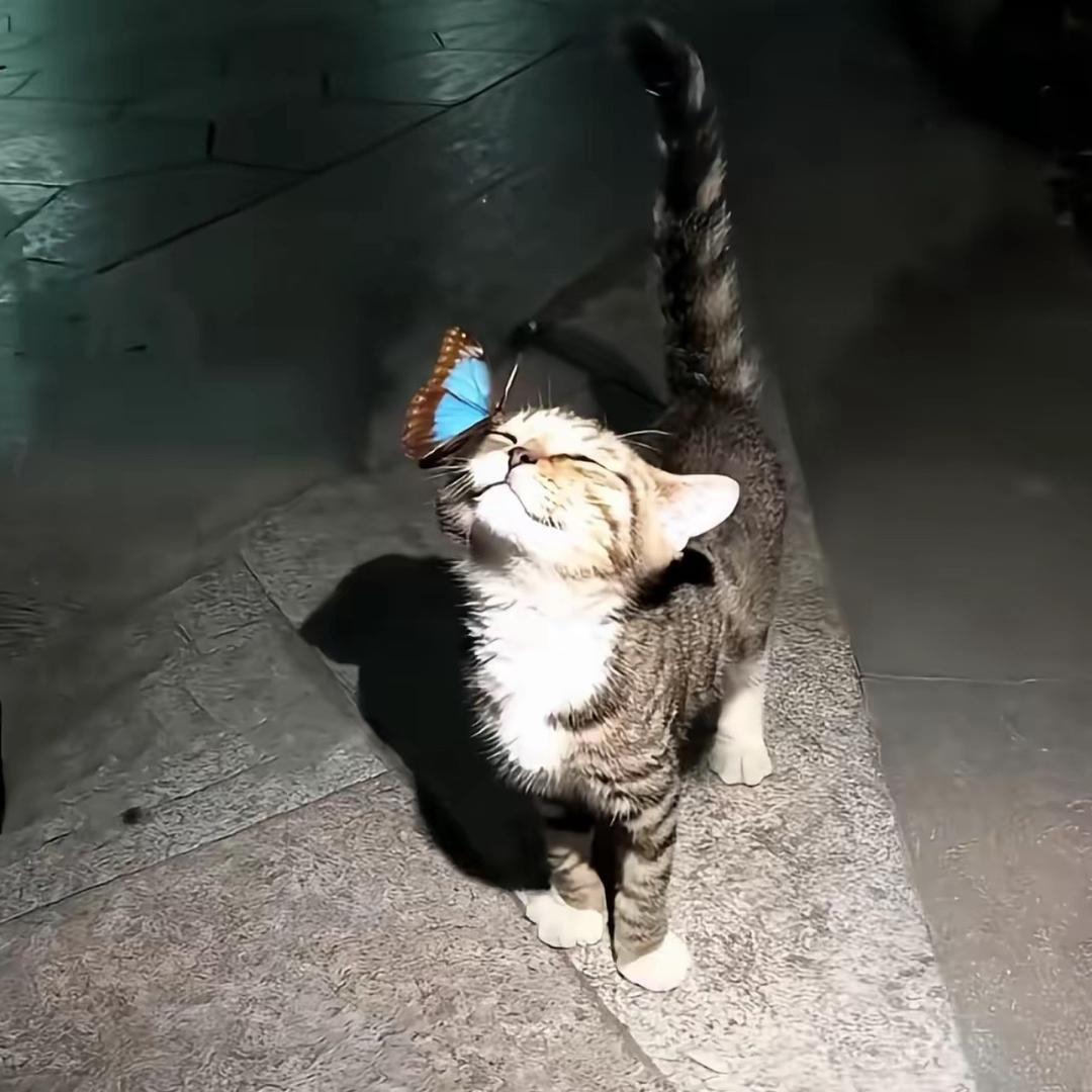 ꒰ঌ猪妞本妞໒꒱