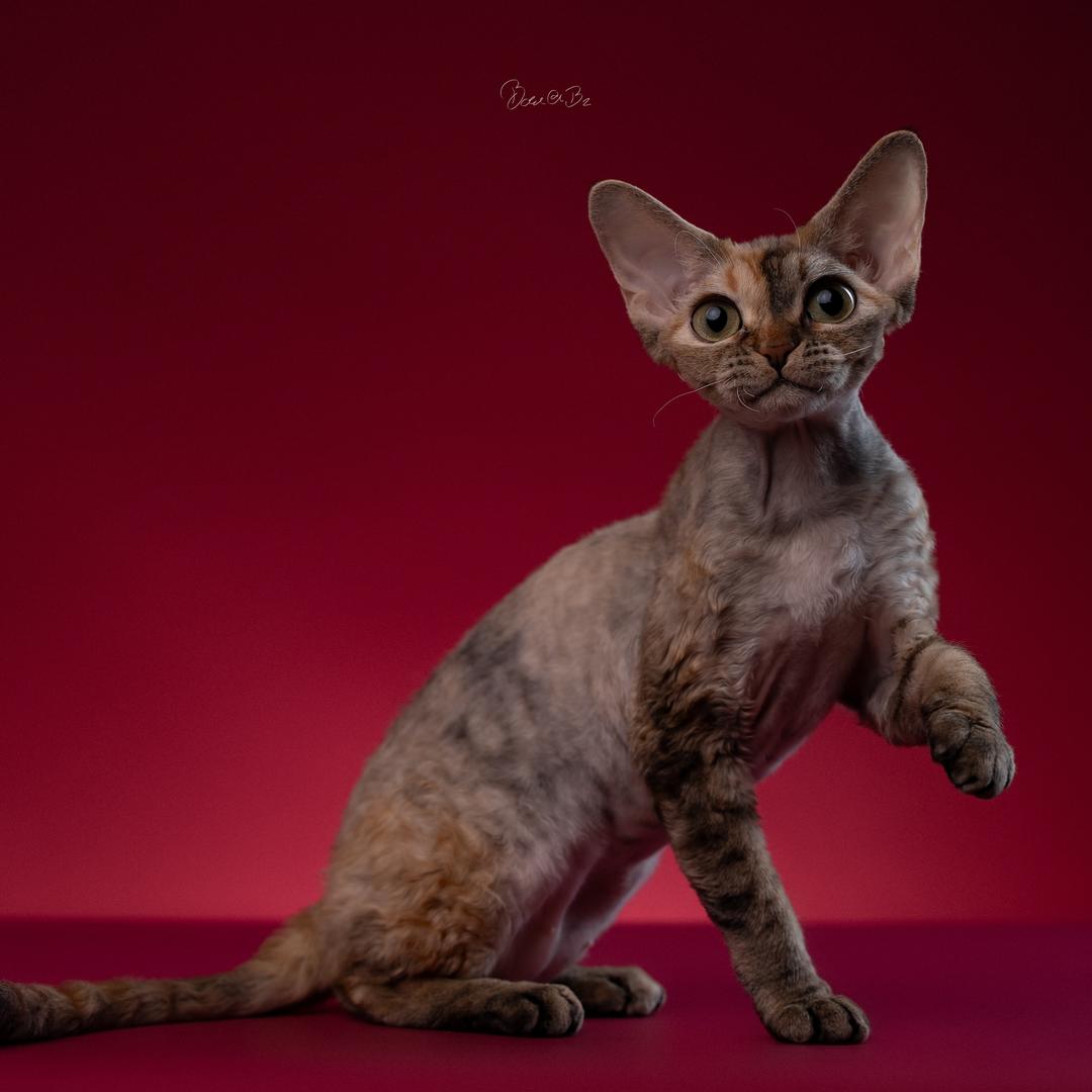 脖子家的德文卷毛猫