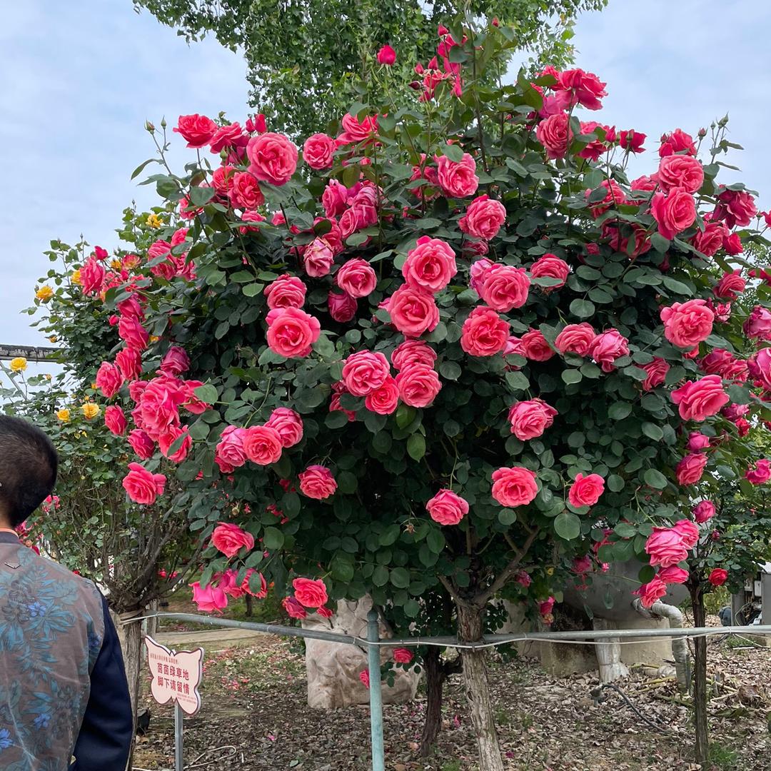 美馨花园
