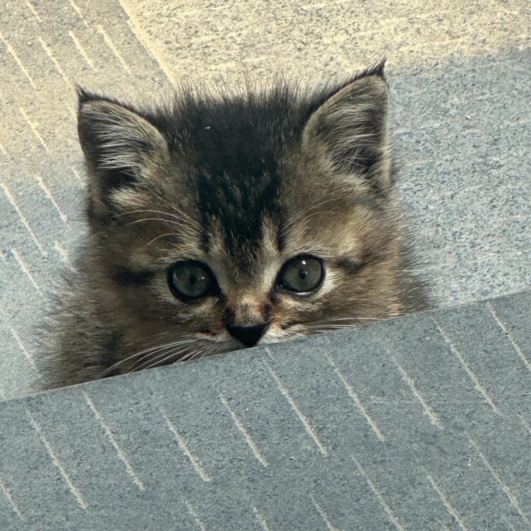 Echo