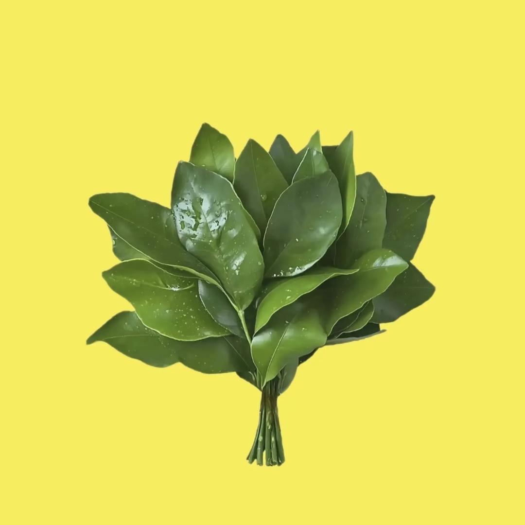 每天好歌分享音乐馆