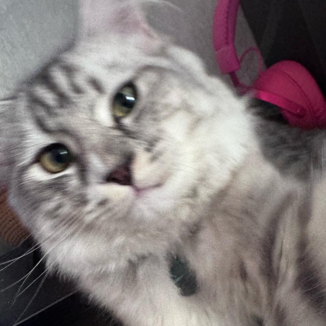 AAA波比猫主理人