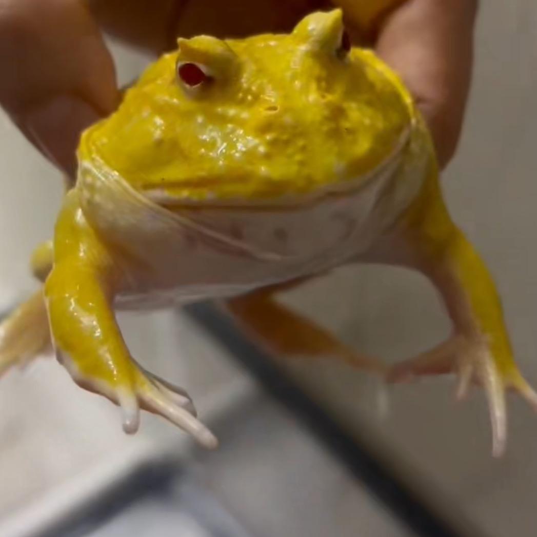 老🐟的养蛙日记