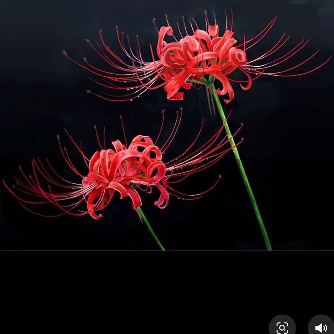 娜娜吖