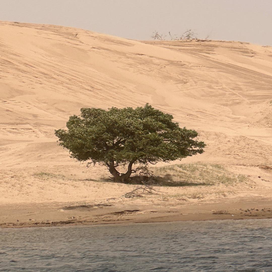 你看花儿都开了