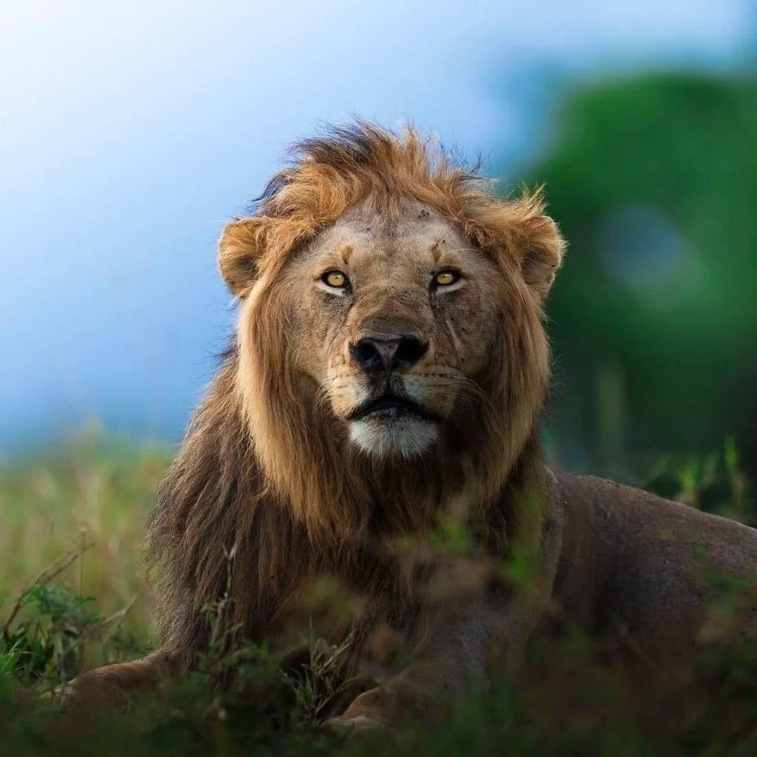 AI🦁狮王圈圈